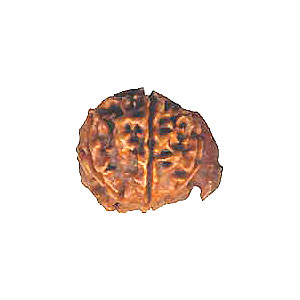 Manufacturers Exporters and Wholesale Suppliers of Ganesh Rudraksha Rishikesh Uttarakhand
